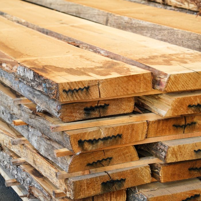 Châtaignier Bretagne 54 mm détail mesurage plot. Châtaignier Bretagne 54 mm détail mesurage plot.